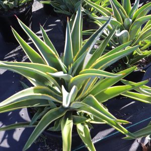 Agave El Miradore