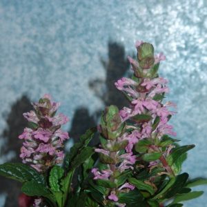 Ajuga Pink Elf