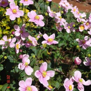 Anemone Single Pink