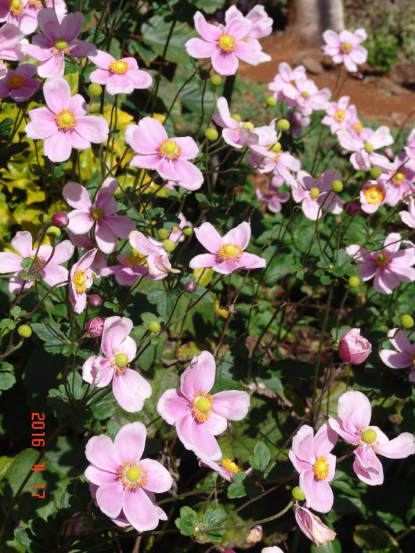 Anemone Single Pink