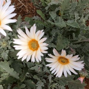Arctotis Cream