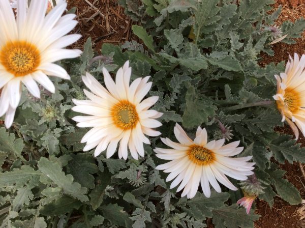 Arctotis Cream