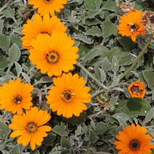 Arctotis Orange