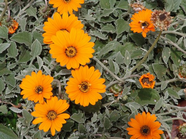 Arctotis Orange