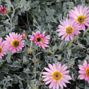 Arctotis  Pink