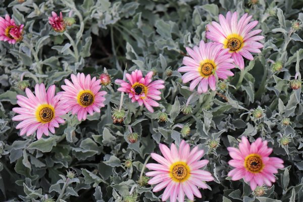 Arctotis  Pink
