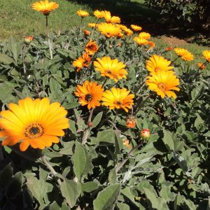 Arctotis Yellow
