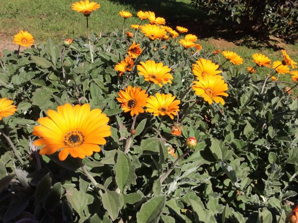 Arctotis Yellow