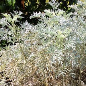 Artemesia Powis Castle
