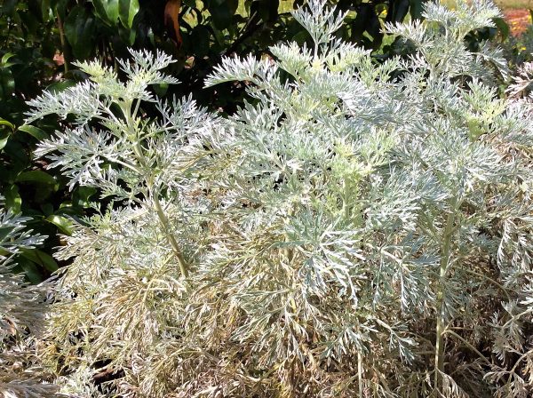 Artemesia Powis Castle