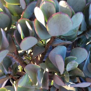 Crassula Blue Bird