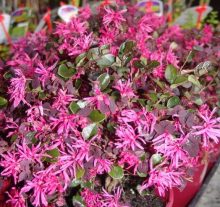 Loropetalum Bobz Red