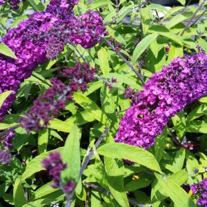 Buddleja Royal Red