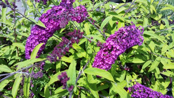 Buddleja Royal Red