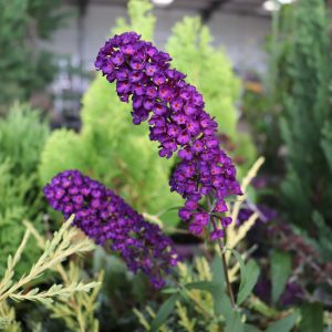 Buddleja Black Night