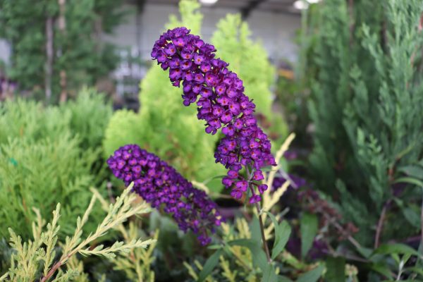 Buddleja Black Night