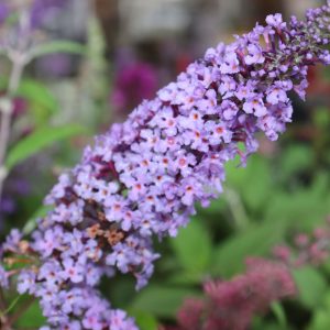Buddleja Joan