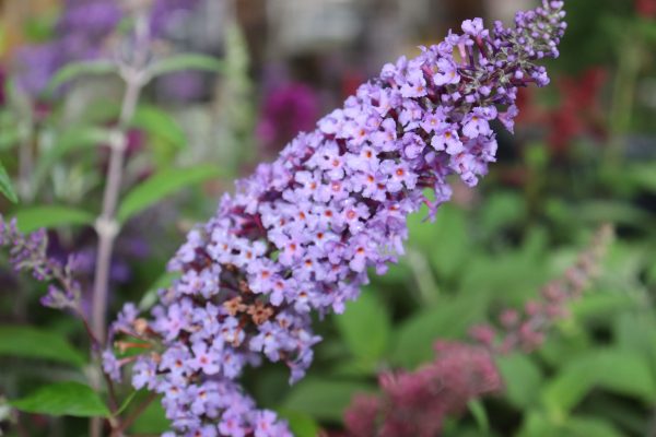 Buddleja Joan
