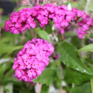 Buddleja Pink Delight