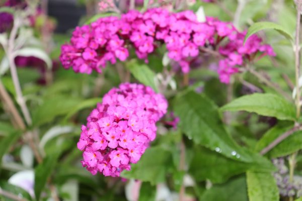 Buddleja Pink Delight