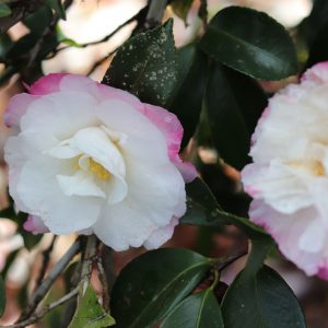 Camellia Sasanqua Beatrice Emily