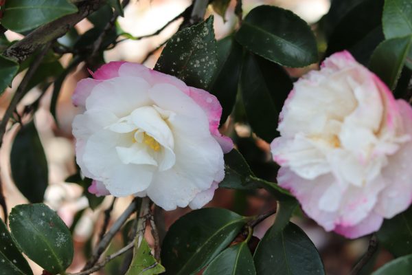 Camellia Sasanqua Beatrice Emily