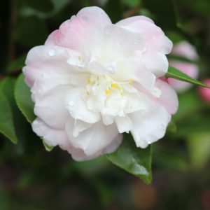 Camellia x lutchuensis Cinnamon Cindy - Fragrant