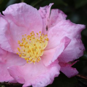 Camellia Sasanqua Exquisite - Fragrant