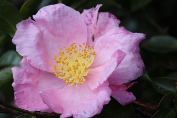 Camellia Sasanqua Exquisite - Fragrant