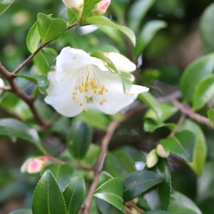 Camellia lutchuensis - Fragrant