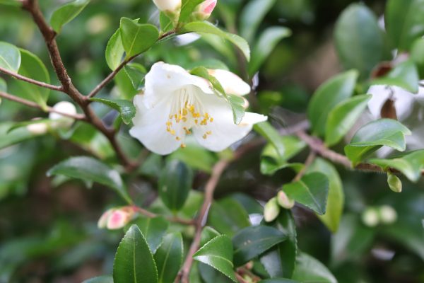Camellia lutchuensis - Fragrant