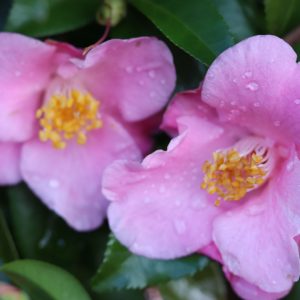Camellia sasanqua Minato-no-akebone - Fragrant