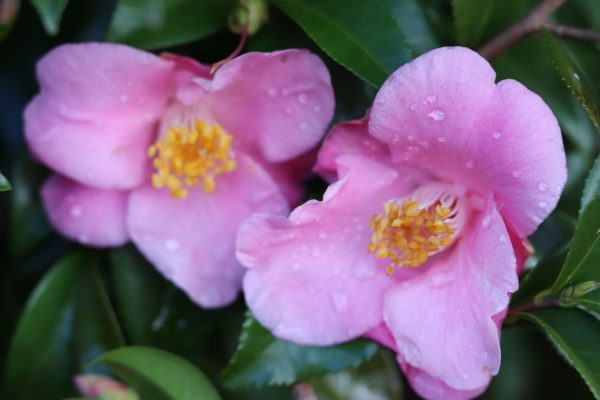 Camellia sasanqua Minato-no-akebone - Fragrant