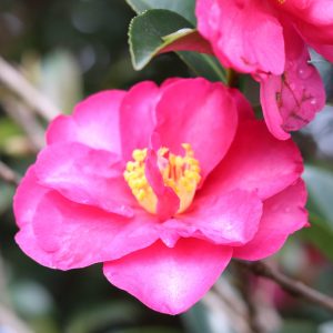 Camellia sasanqua Cherilyn - Fragrant