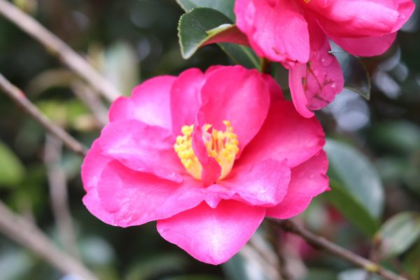 Camellia sasanqua Cherilyn - Fragrant