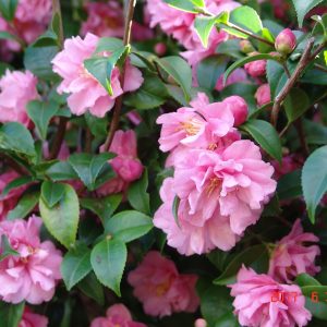 Camellia sasanqua Fragrant pink - Fragrant