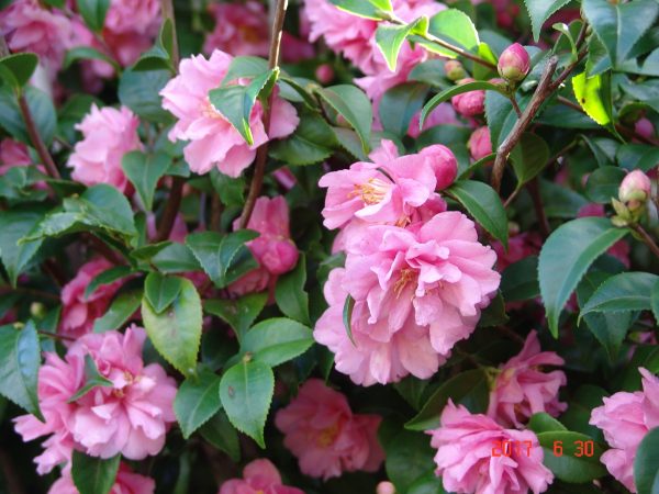 Camellia sasanqua Fragrant pink - Fragrant