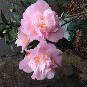 Camellia hybrid High fragrance - Fragrant