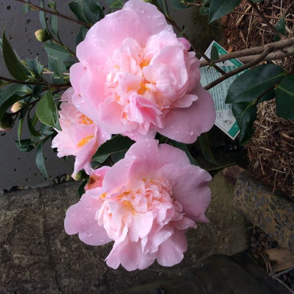 Camellia hybrid High fragrance - Fragrant