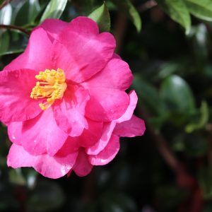 Camellia hiemalis Hiryu - Fragrant