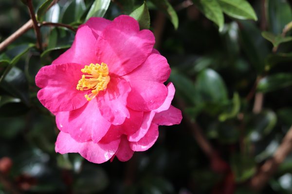 Camellia hiemalis Hiryu - Fragrant