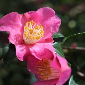 Camellia Sasanqua Koto-no- kaori - Fragrant