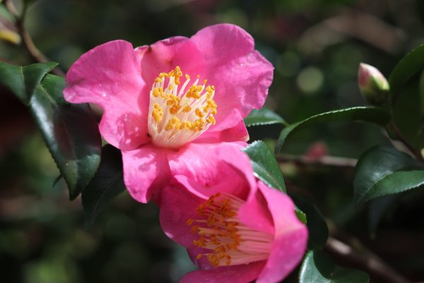 Camellia Sasanqua Koto-no- kaori - Fragrant