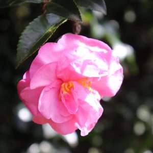 Camellia Sasanqua Lucinda - Fragrant