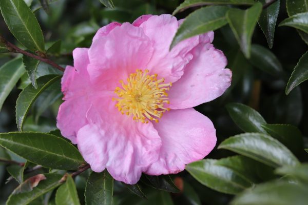 Camellia sasanqua Plantation Pink - Fragrant