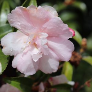 Camellia Sasanqua Queenslander
