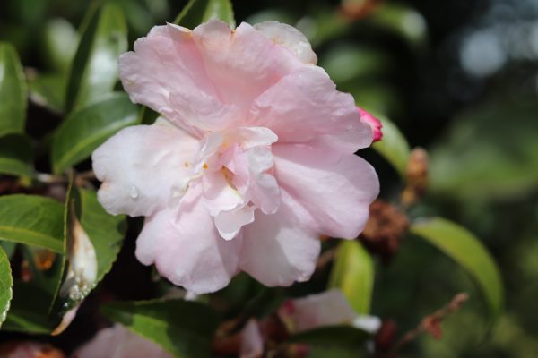 Camellia Sasanqua Queenslander