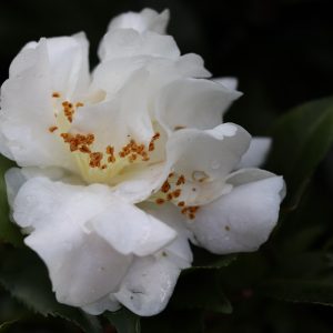 Camellia hybrid Scentuous -FRAGRANT