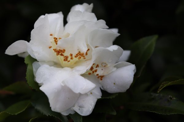 Camellia hybrid Scentuous -FRAGRANT