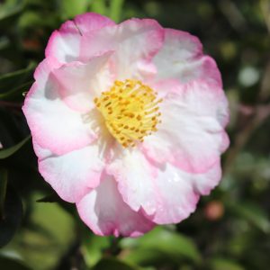 Camellia sasanqua Something Special - Fragrant